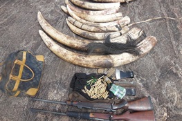 Ivory Kingpin Arrested in Mozambique